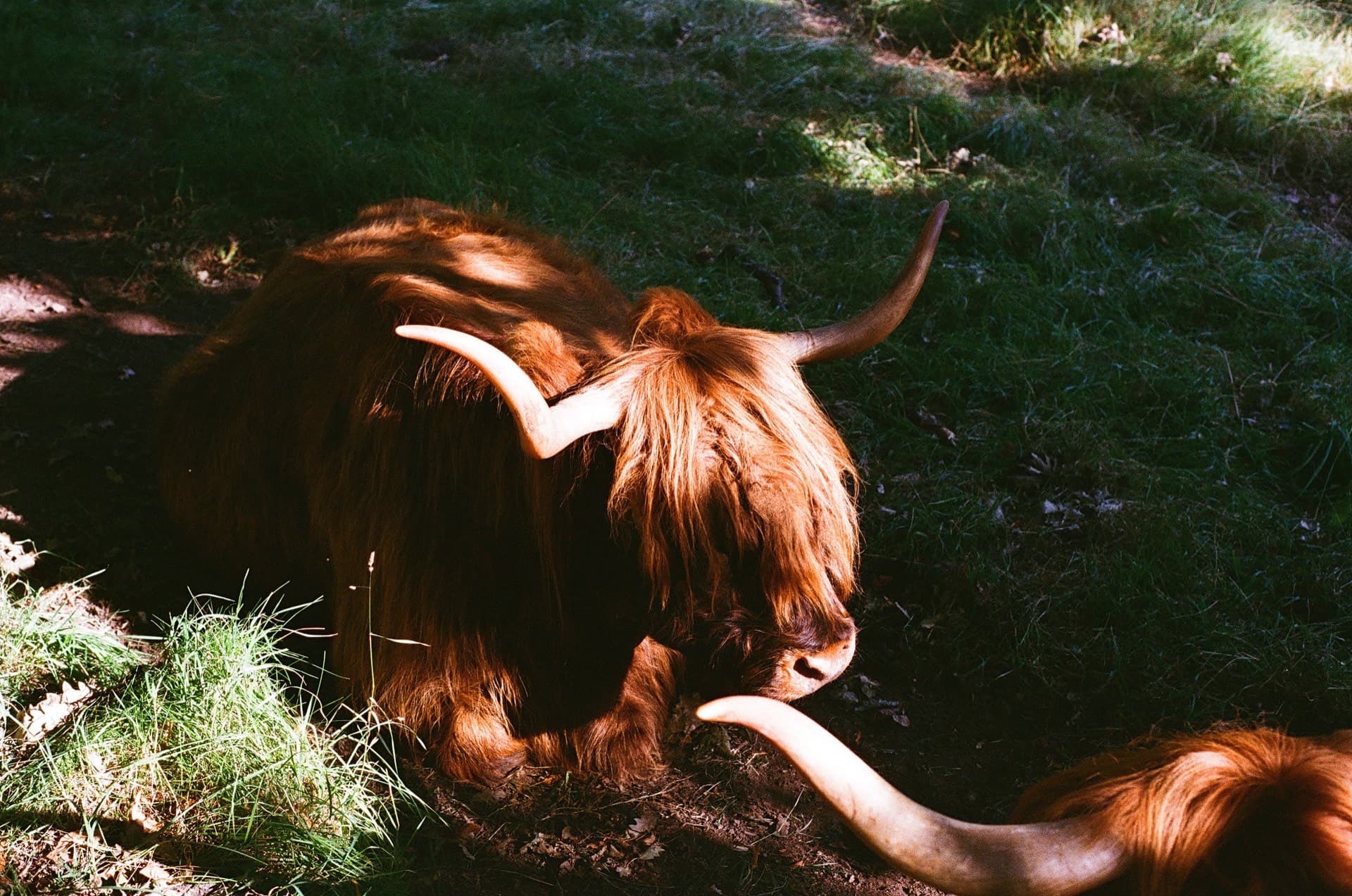 Scotland — shot by @akash